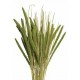 SPRAY MILLET 28" Light Green- OUT OF STOCK